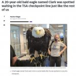 Bald Eagle in TSA line