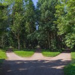3 paths diverge in wood