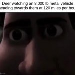 They don't move at all... they just stare at you.... | Deer watching an 8,000 lb metal vehicle heading towards them at 120 miles per hour | image tagged in tighten stare,memes | made w/ Imgflip meme maker