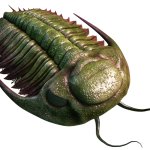 Green and Red Trilobite