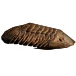 Brown Trilobite