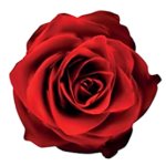 Labour Party rose