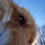 Fox | THIS FOX CAN SMELL PEOPLE WITH 0 BITCHES | image tagged in gifs,memes,funny,so true memes,fox,animals | made w/ Imgflip video-to-gif maker