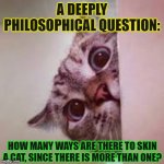 Philosophy Meets The Cat | A DEEPLY PHILOSOPHICAL QUESTION:; HOW MANY WAYS ARE THERE TO SKIN A CAT, SINCE THERE IS MORE THAN ONE? | image tagged in scared cat | made w/ Imgflip meme maker