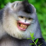Smiling snub nose monkey meme template