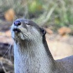 Satisfied Otter