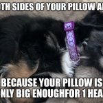 Happy sleeping puppy | WHEN BOTH SIDES OF YOUR PILLOW ARE WARM; BECAUSE YOUR PILLOW IS ONLY BIG ENOUGHFOR 1 HEAD | image tagged in happy sleeping puppy | made w/ Imgflip meme maker