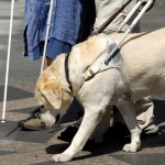 Guide dog for the blind