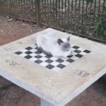 Cat chess