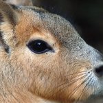 apex predator mara