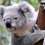 sexual predator koala