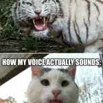 Tiger cat | HOW I THINK MY VOICE SOUNDS:; HOW MY VOICE ACTUALLY SOUNDS: | image tagged in tiger cat | made w/ Imgflip meme maker