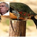 McTurtle