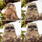 owl awake