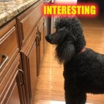 Interesting | INTERESTING | image tagged in interesting | made w/ Imgflip meme maker
