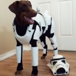 Stormtrooper Dog