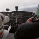 Dog pilot