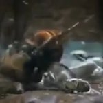 hornet gets swarmed by bees and fucking dies meme