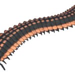 Arthropleura