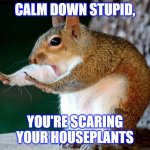 Calm down chipmunk | CALM DOWN STUPID, YOU'RE SCARING YOUR HOUSEPLANTS | image tagged in calm down chipmunk,calm down,squirrel,relax | made w/ Imgflip meme maker