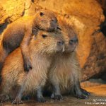 Capybara hugging others