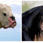 Dog faced ponies