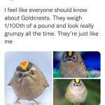 Goldcrests look like me meme