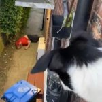 Dog watches man in alleyway