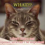 Cat Isn't Deaf | WHAT?? I don't hear a can opener, so it can't be important | image tagged in sarcasm cat,i heard you,i don't care | made w/ Imgflip meme maker