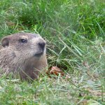 Groundhog rodent grass hole animal template