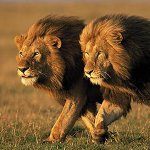2 Lions walking