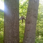 Racoon between trees