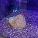 scorpion trying to escape somewhere GIF Template