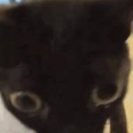 jinx the cat hello GIF Template