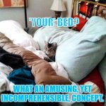 NOT ENOUGH ROOM | 'YOUR' BED? WHAT AN AMUSING, YET INCOMPREHENSIBLE, CONCEPT. | image tagged in not enough room | made w/ Imgflip meme maker