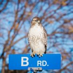 Bird on "B Rd." Sign