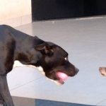 Kiara pitbull versus pinscher