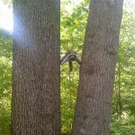 Raccoons between trees