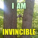 I have reached the highest level | I  AM; INVINCIBLE; DJ Anomalous | image tagged in raccoons between trees,level expert,level of stress,raccoon,stuck | made w/ Imgflip meme maker
