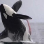 Horny Orca meme