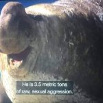 Raw sexual Aggression