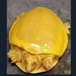 Rare golden turtle meme