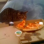 Cat stealing a pizza