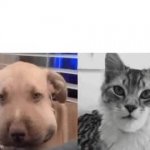 weak dog vs chad cat GIF Template