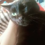 Scared black cat