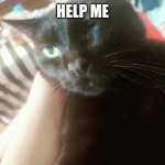 Scared black cat | HELP ME | image tagged in scared black cat | made w/ Imgflip meme maker