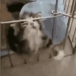 kitten trying to escape GIF Template