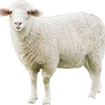 Sheep with white wool
