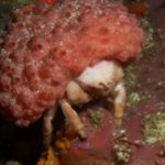 Furred Sponge Crab