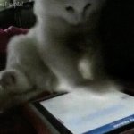 S GIF Template